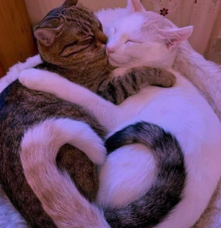 love tails 