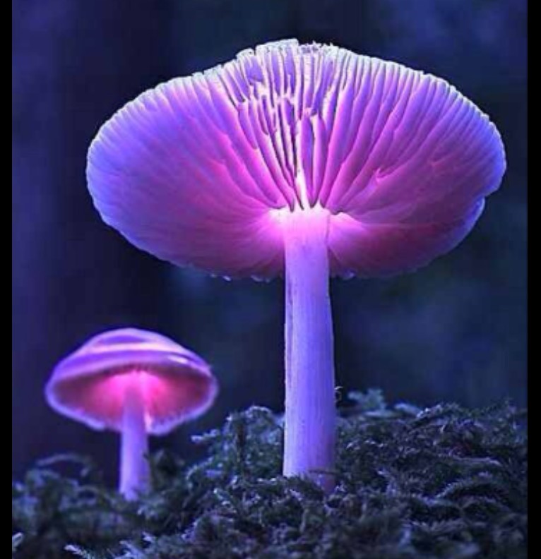 Mushroom