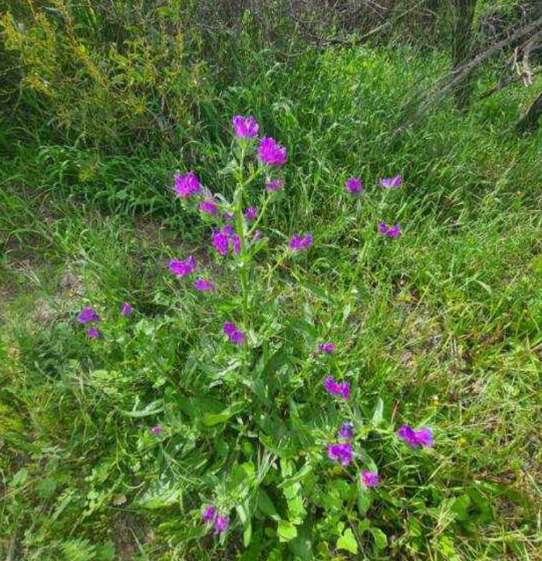 purple flower