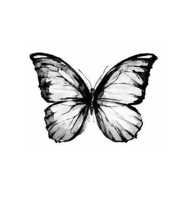 gray butterfly 