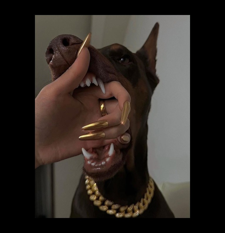 dog