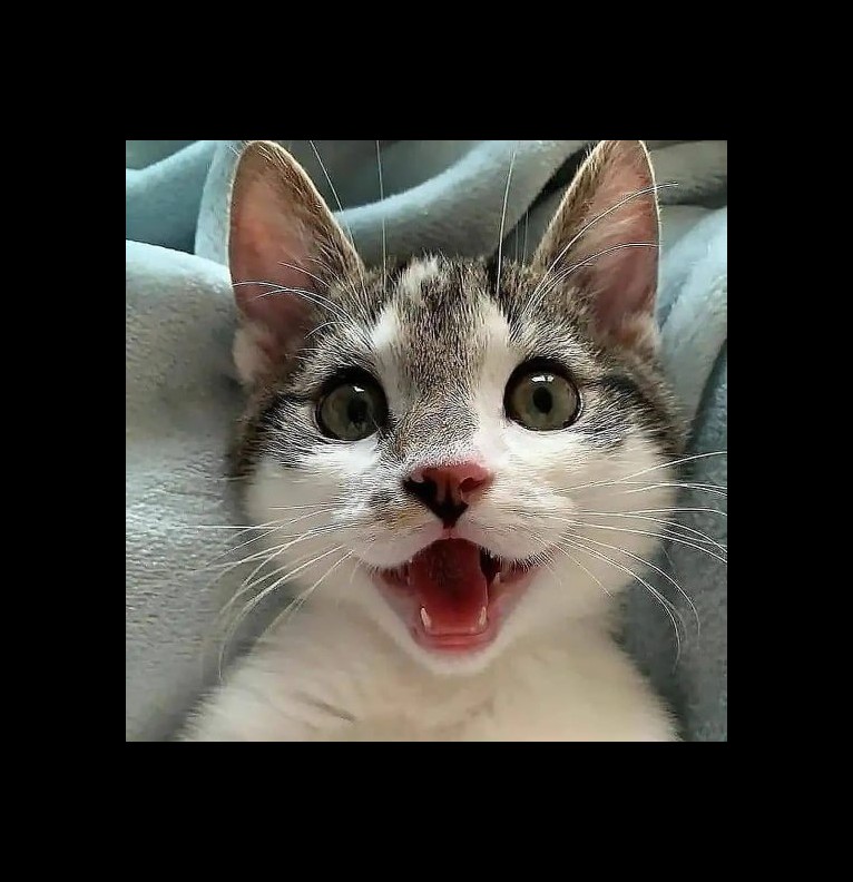 joyful cat
