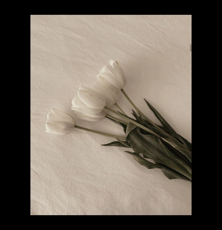 Tulipanes 
