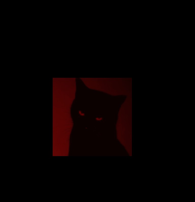 kitty