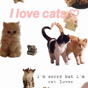im a cat lover