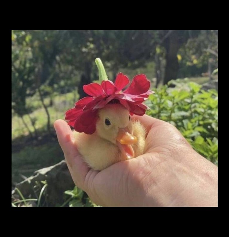 Mr.Ducky