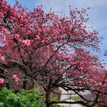 cherry blossom taken by namjoon