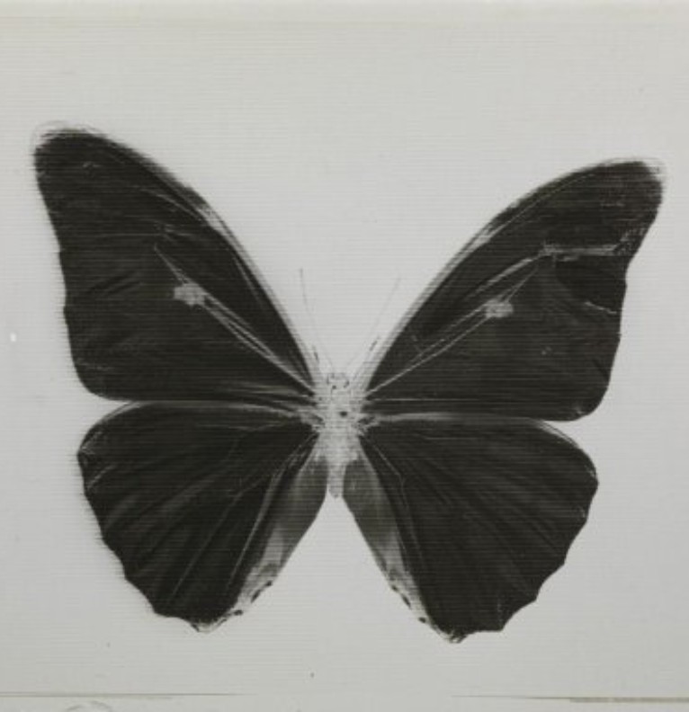 Black butterfly 