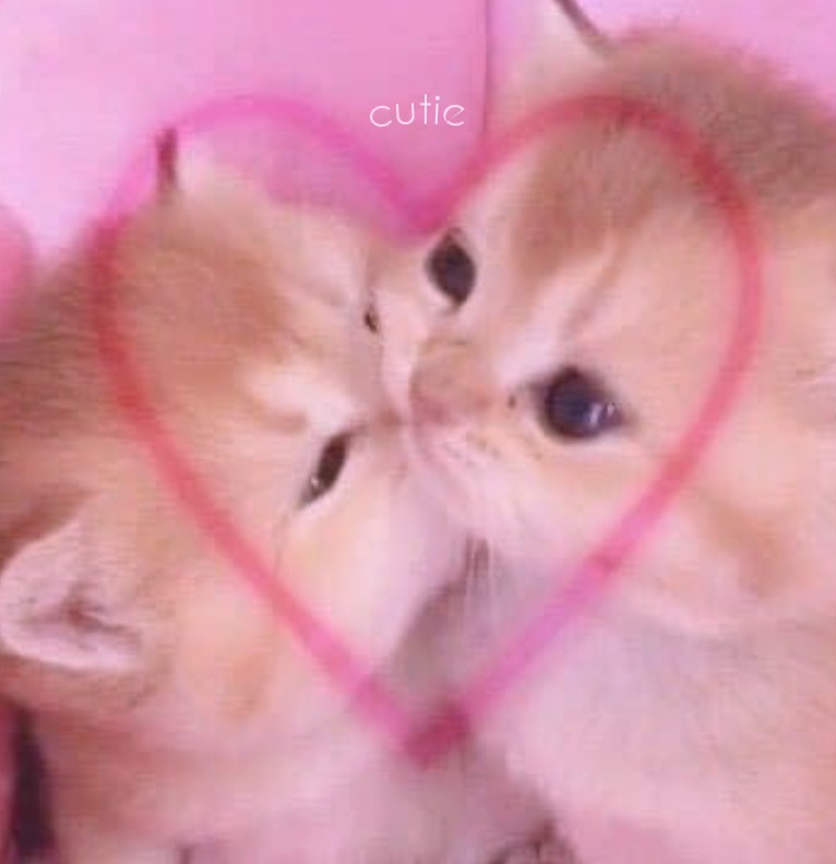cutie 333