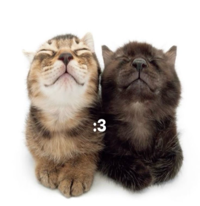 kitties go :3