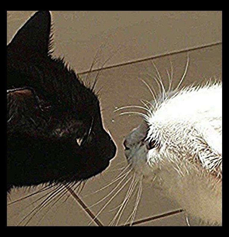 Cats