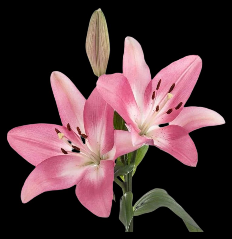 lilies
