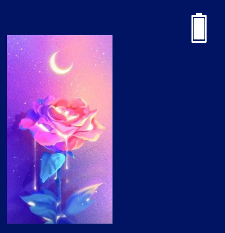 Pink rose 