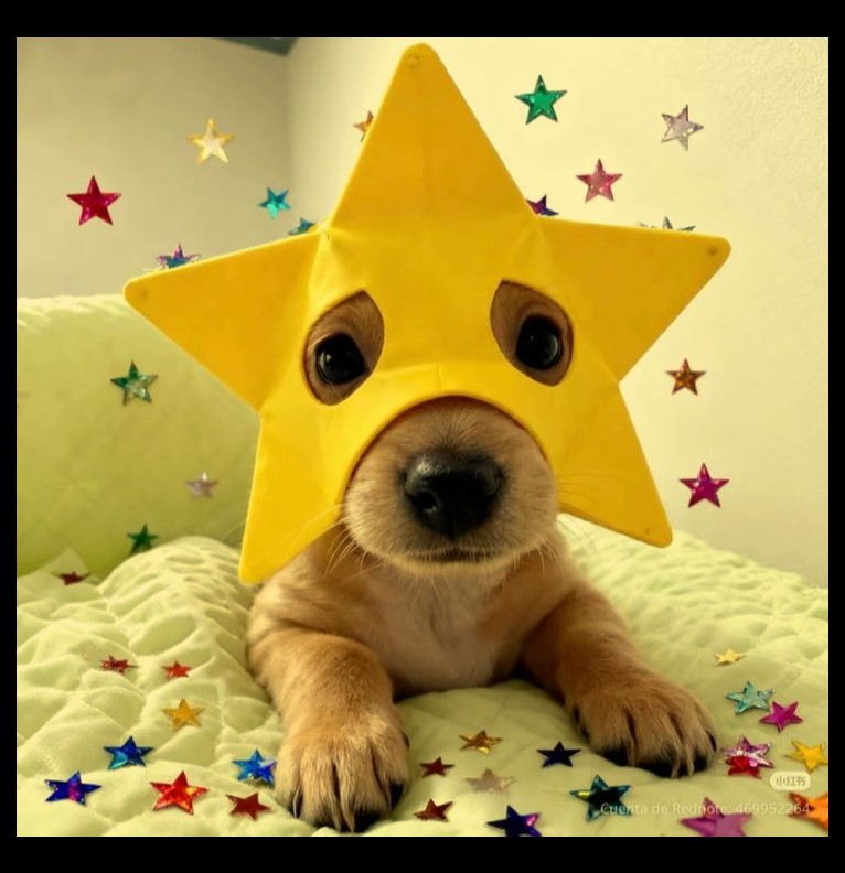 star dog 0o0