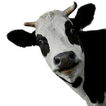Cow 
