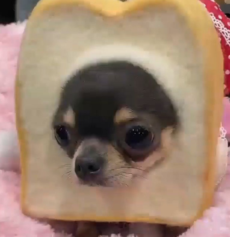 funny dog