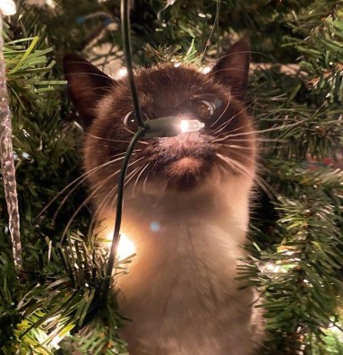 kitty 