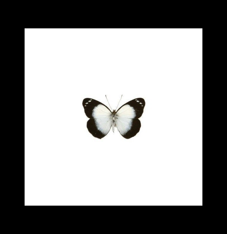 butterfly Copy