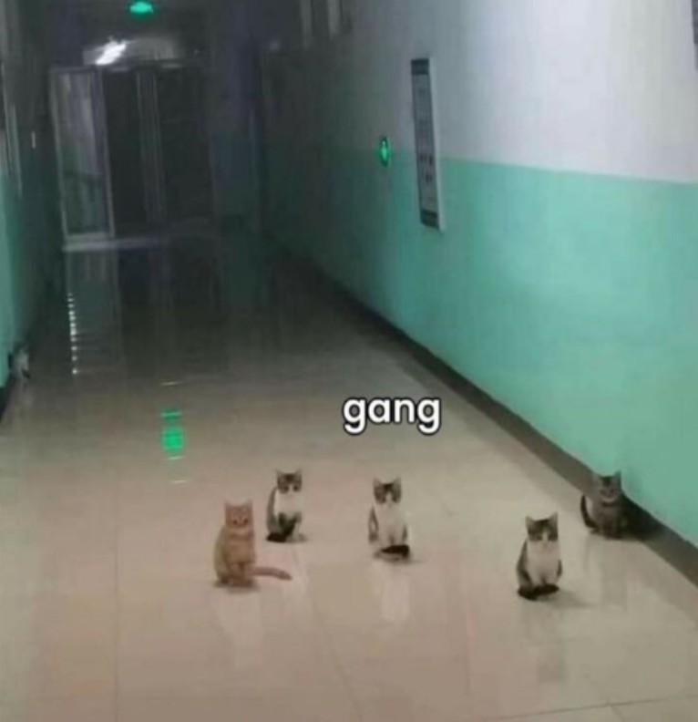 the silly kitty gang