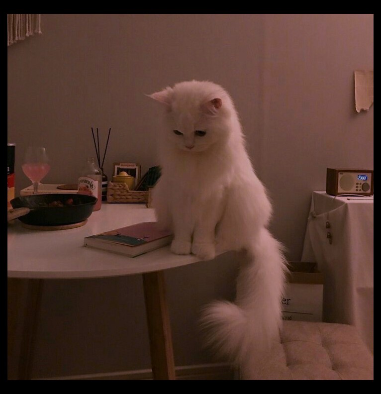 catt