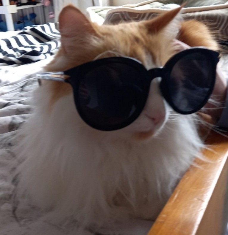 cat
