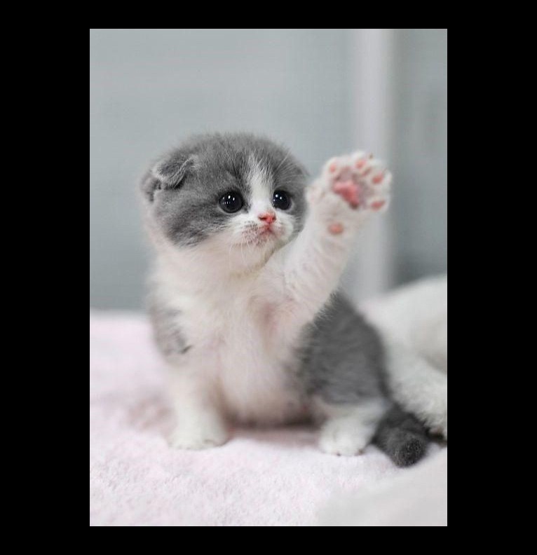 cute kitty
