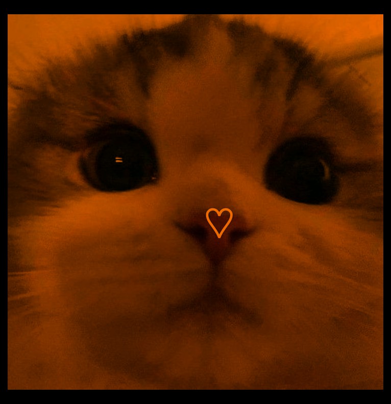 mocca cat