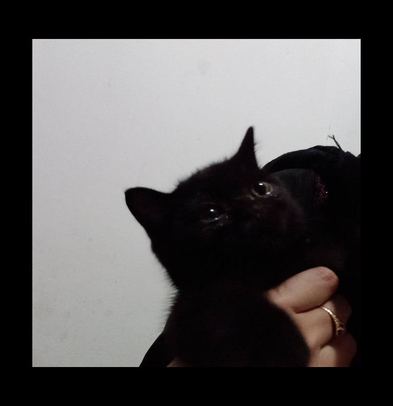 Untitled widget Copy