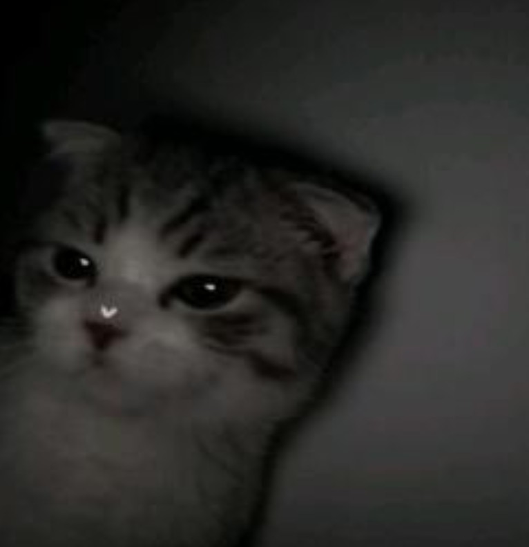 cat3