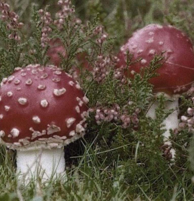cogumelos 