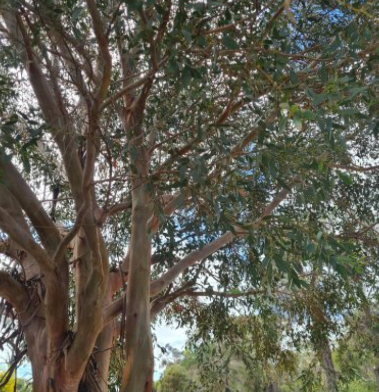 tree