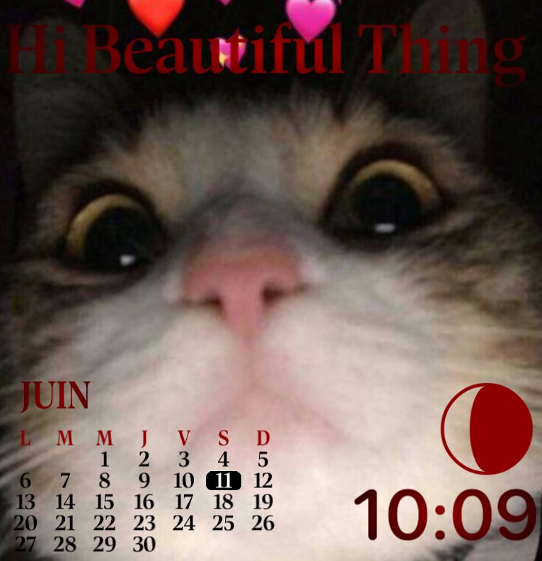 the cat widget 1