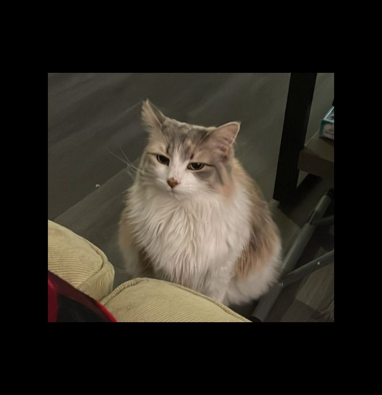 widget