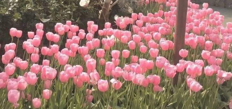 pink tulips
