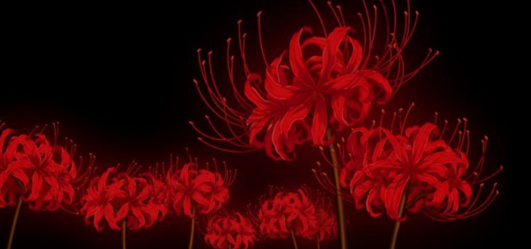 Spider lily