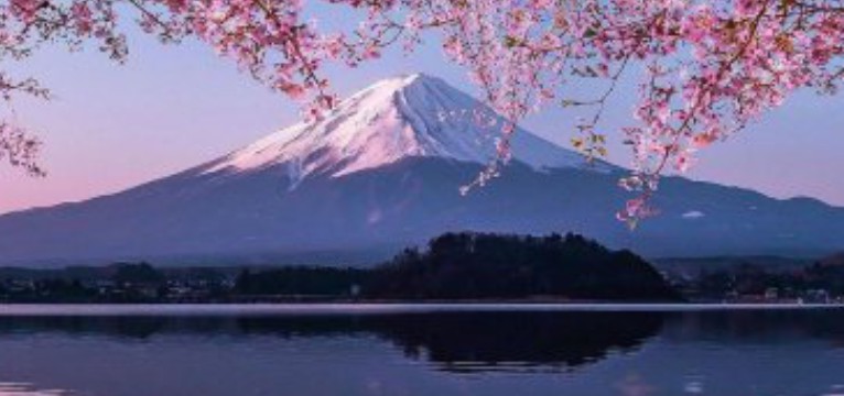sakura