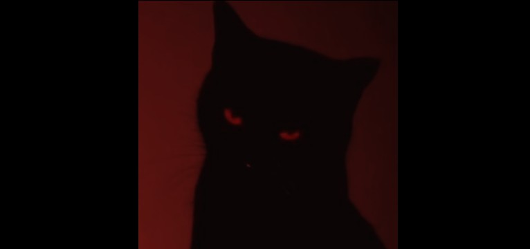 kitty