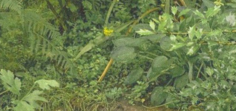 green widget
