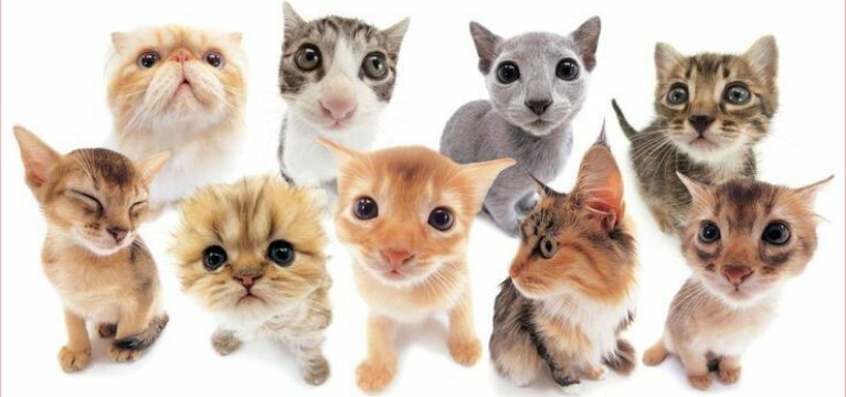 gatos