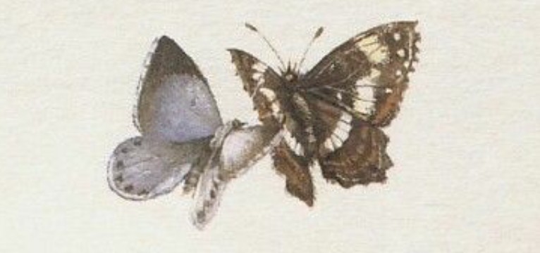 photos