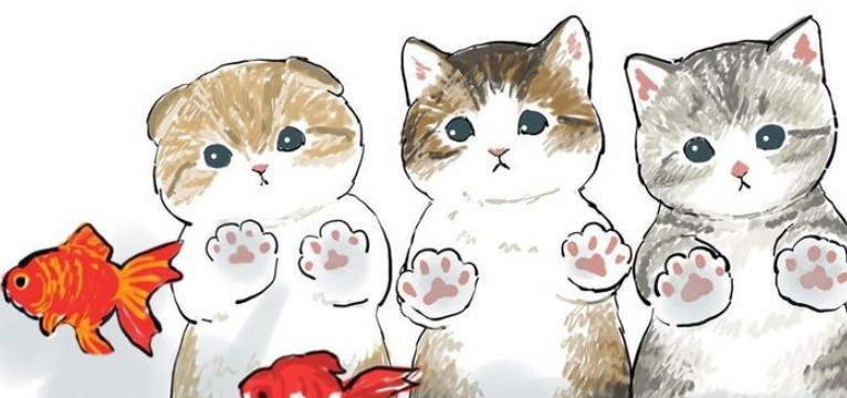 cats 