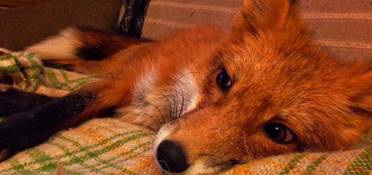 fox