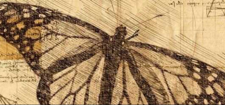 butterfly