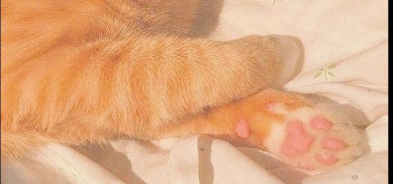 cat widget