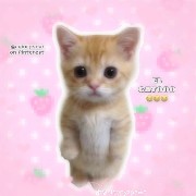 el gato