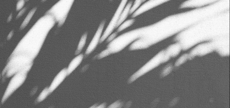 leaf shadow