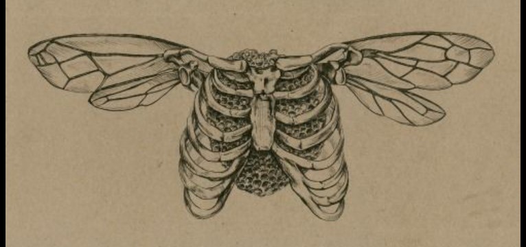 Skeleton ribs with wings