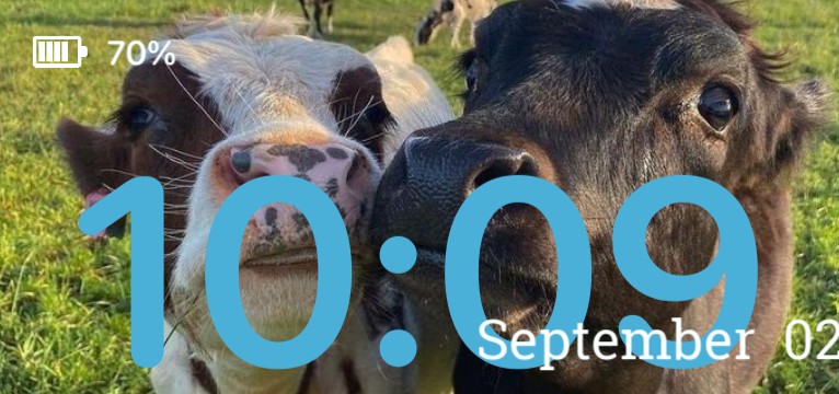 Cute cows