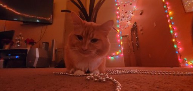 little meow meow