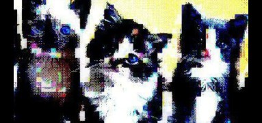cato